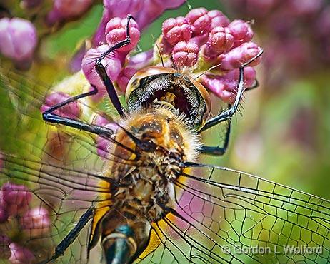 Dragonfly On A Lilac_DSCF02597-8.jpg - Photographed at Franktown, Ontario, Canada.